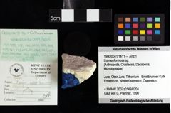 Foto (Objket + Etiketten) von Decapoda indet. 